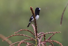 Sporophila luctuosa