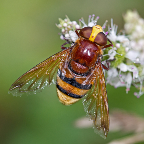 Hornet Mimic Hover Fly Volucella Zonaria INaturalist