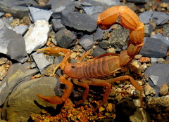 Parabuthus mossambicensis