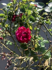 Rosa