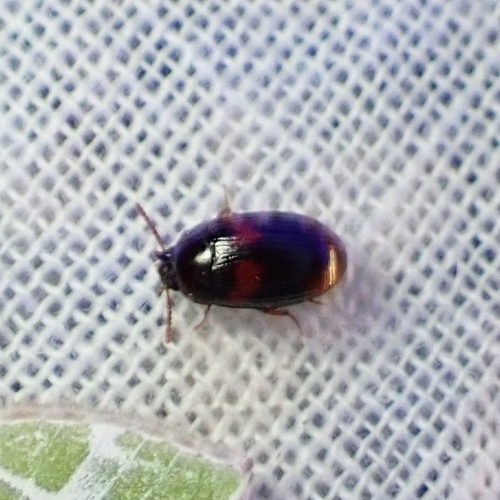 Platydema subfascia, 2026-07-19
