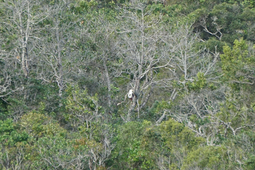 iNaturalist image