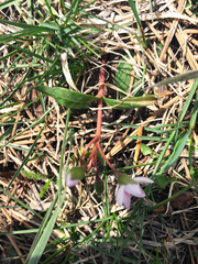 Claytonia