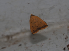 Anachrostis marginata