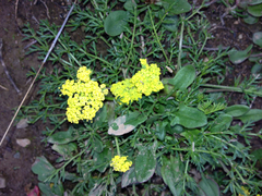 Lomatium utriculatum