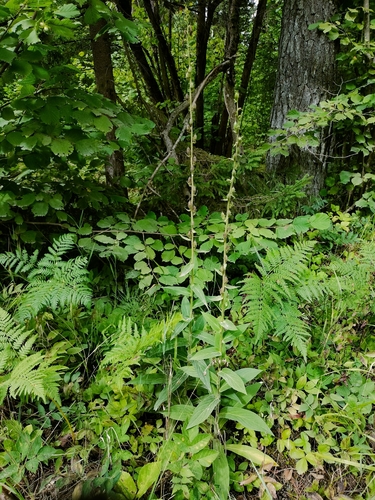 Digitalis grandiflora