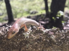 Gerrhonotus ophiurus