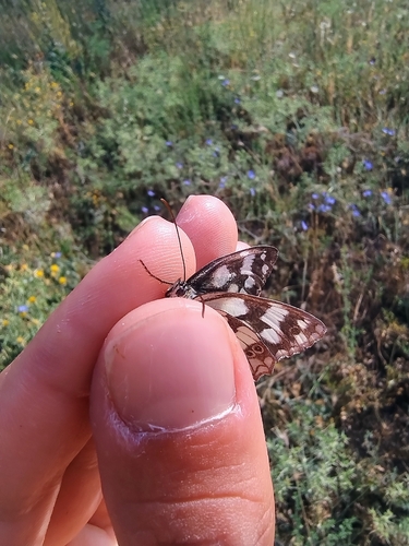 Marbled White