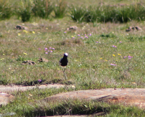 iNaturalist image