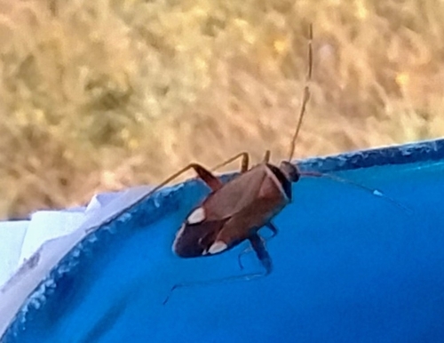 Vandalic Mirid