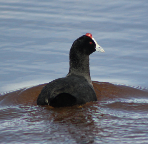 iNaturalist: (c) jeanelz, some rights reserved (CC BY-NC), uploaded by jeanelz iNaturalist image