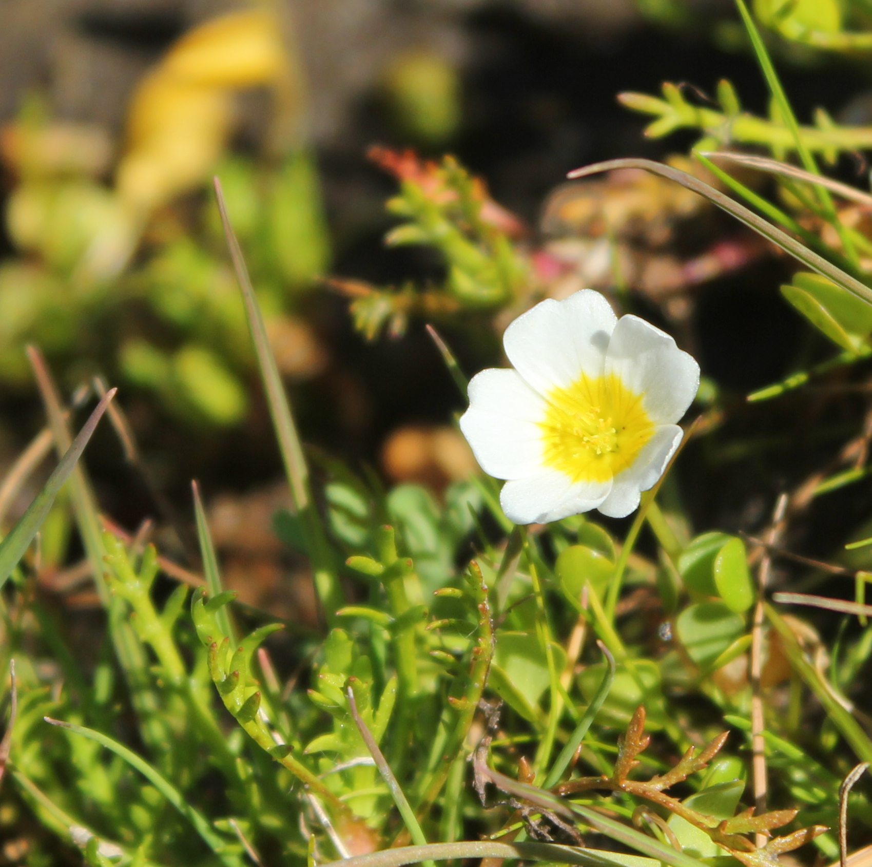 Oxalis dregei Sond.