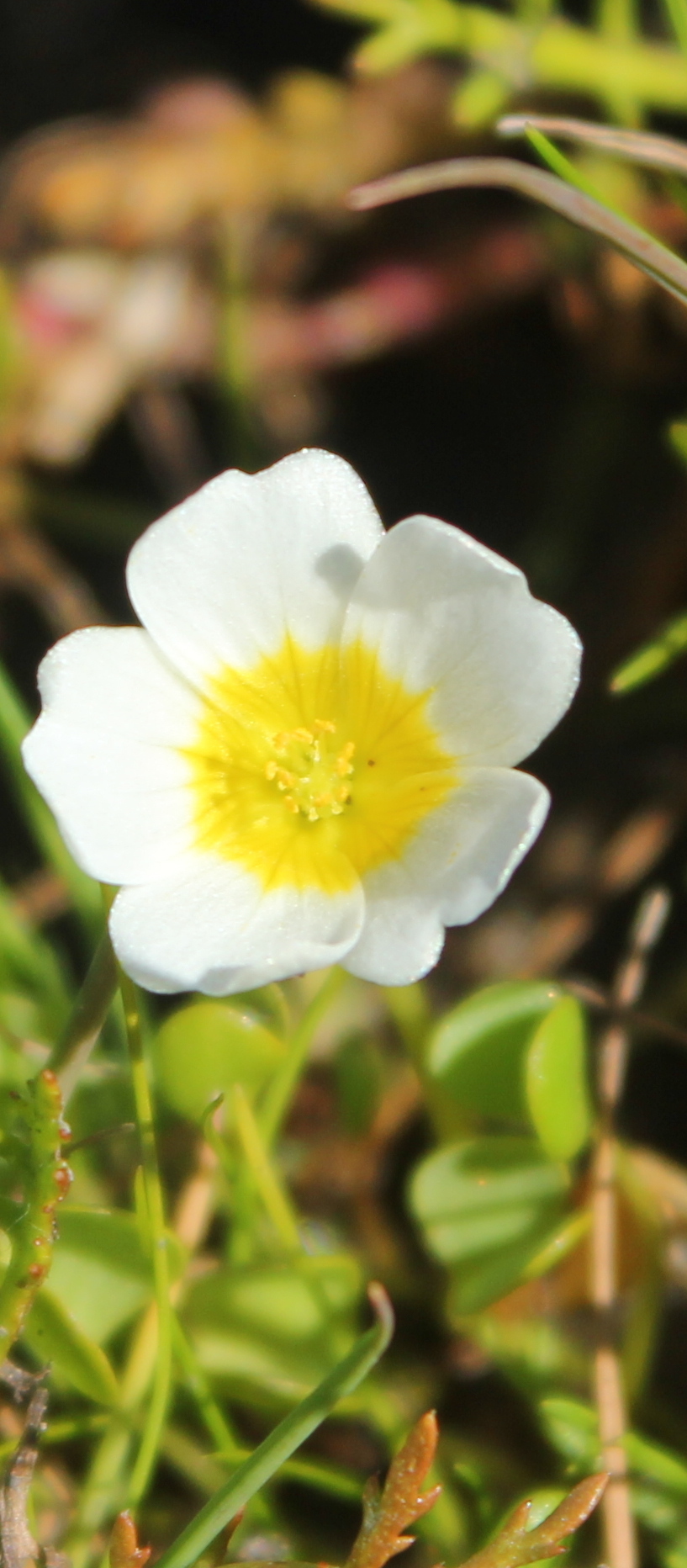 Oxalis dregei Sond. 2