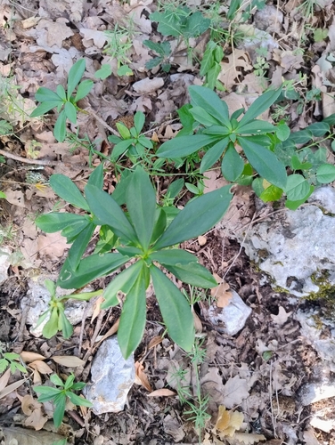 Spurge-laurel