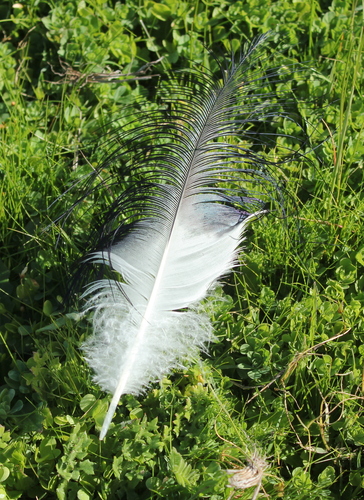 iNaturalist image