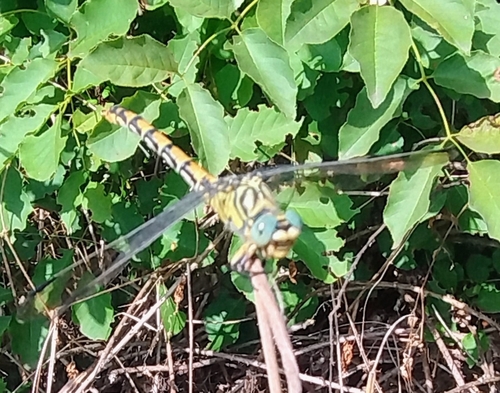 Small Pincertail