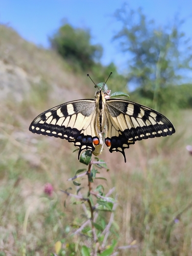Old World Swallowtail