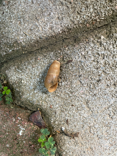 Decollate Snail