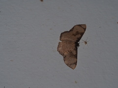 Chalyboclydon marginata