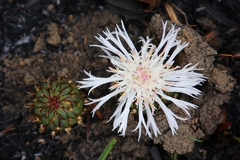 Centaurea praecox