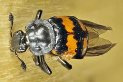 Nicrophorus hebes