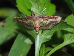 Cnaphalocrocis limbalis