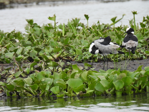 iNaturalist: (c) Francisco J. Serrano Eizaguerri, some rights reserved (CC BY-NC), uploaded by Francisco J. Serrano Eizaguerri iNaturalist image