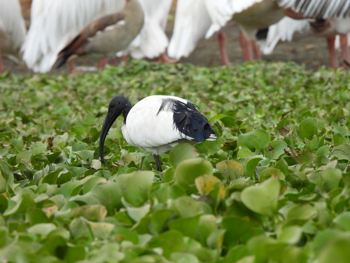iNaturalist image