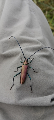 Musk beetle