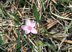 Claytonia