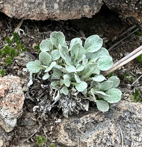 Tall Buckwheat