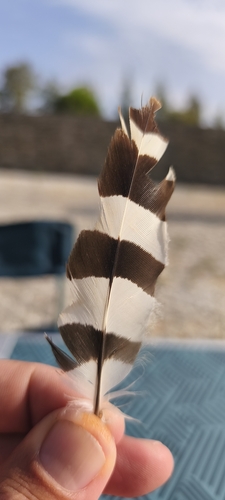 Common Hoopoe