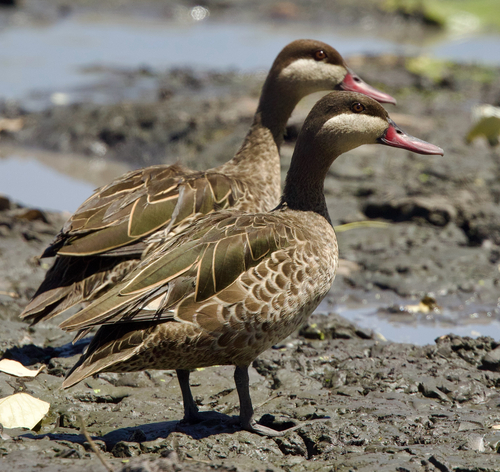 iNaturalist image
