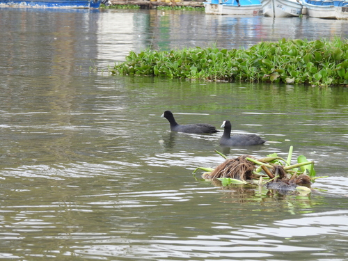 iNaturalist image