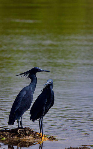 iNaturalist: (c) Otherwhere, some rights reserved (CC BY-NC), uploaded by Otherwhere iNaturalist image