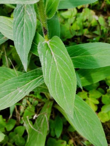 Digitalis grandiflora