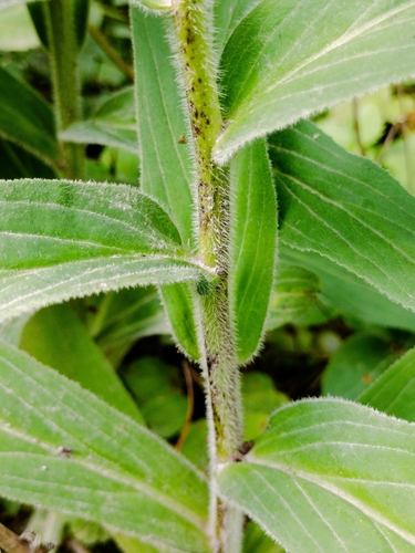 Digitalis grandiflora