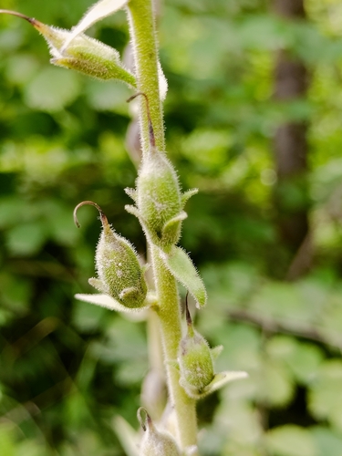 Digitalis grandiflora