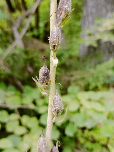 Digitalis grandiflora