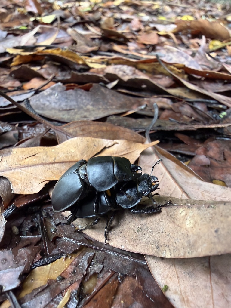 Neolucanus atayal