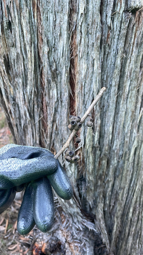 Eucalyptus globoidea, 2026-06-24