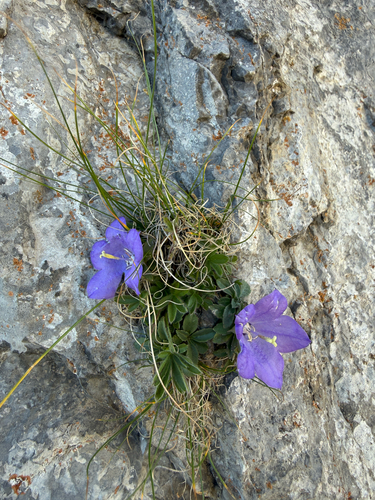 Campanula raineri, photograph 1