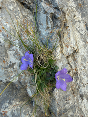 Campanula raineri