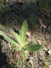 Hieracium longipilum