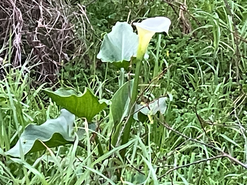 calla lily