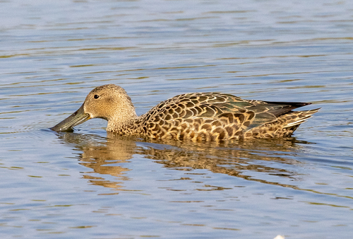 iNaturalist image