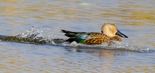 iNaturalist image