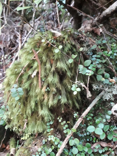 Cryptopodium bartramioides observed 2026-07-11