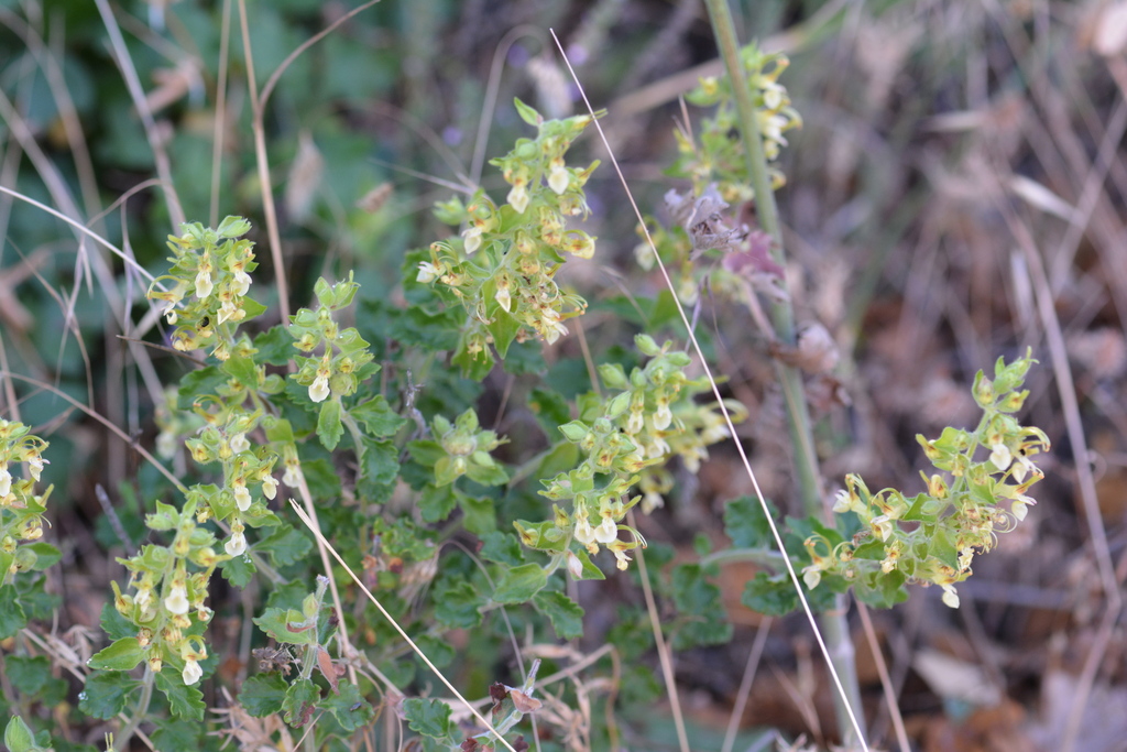 Teucrium flavum; photograph (c) Pantazi Katerina, some rights reserved (CC BY)
