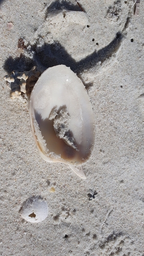 Venerupis largillierti, 2026-07-15